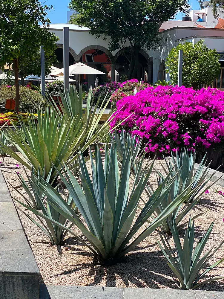 Jardín de Bistró 83 con agaves y buganvilias