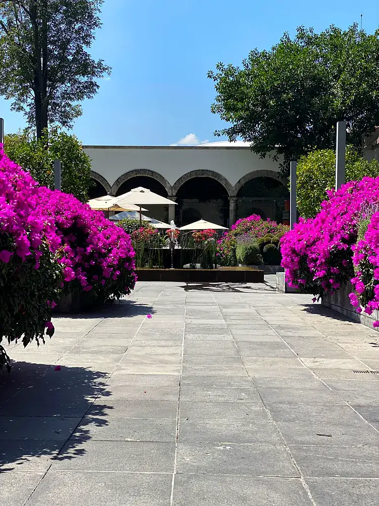 Patio de Bistró 83 con buganvilias, disponible para reservación de áreas